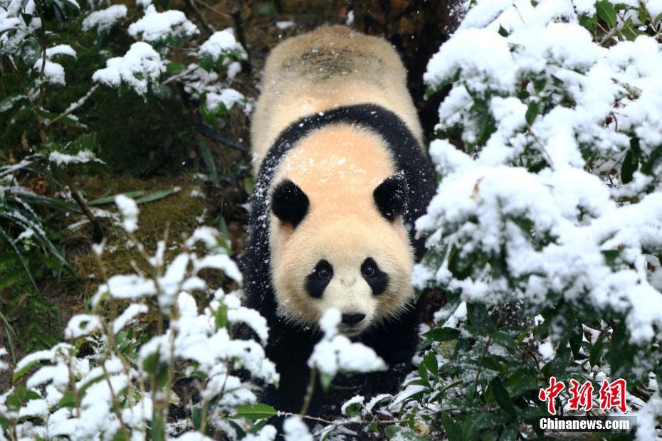 黃坤明會(huì)見(jiàn)中國(guó)電信董事長(zhǎng)柯瑞文總經(jīng)理梁