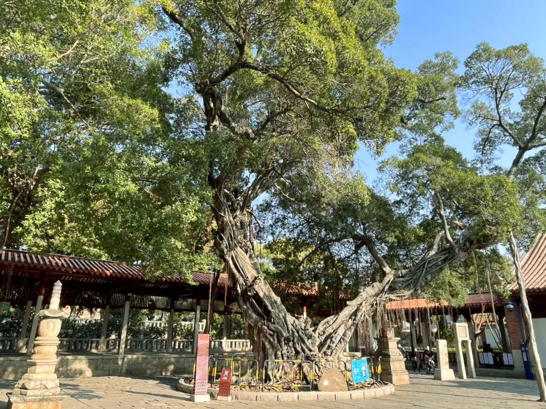 小石頭撬動(dòng)大產(chǎn)業(yè) 福建南安展示“石”力