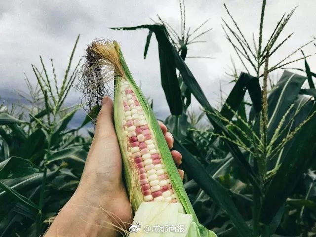 【茄子視頻】天齊鋰業(yè):正在結(jié)合最新情況對氫氧化鋰項目進(jìn)行減值測試
