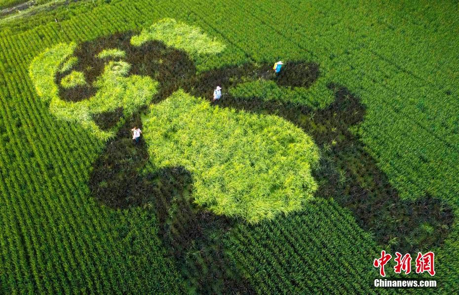 突然遭遇“逆風(fēng)” 國(guó)際金價(jià)高位下跌