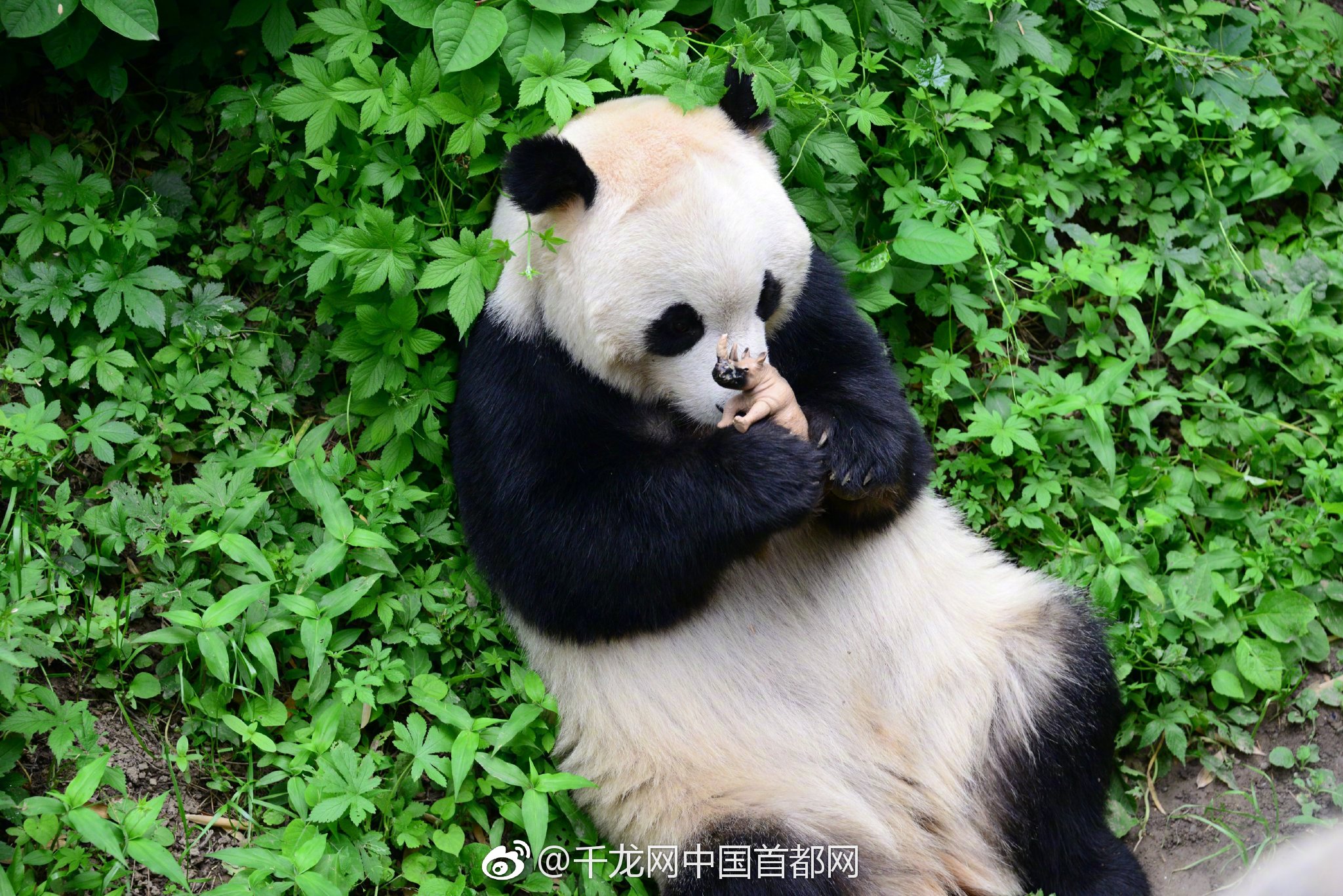 納斯達(dá)克金龍指數(shù)下跌近2% 網(wǎng)易業(yè)績逆勢上漲7%以上