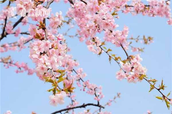 多地白羽雞養(yǎng)殖場(chǎng)爆發(fā)鴨疫 業(yè)內(nèi)：死淘率增加 部分大廠尚未受到影響